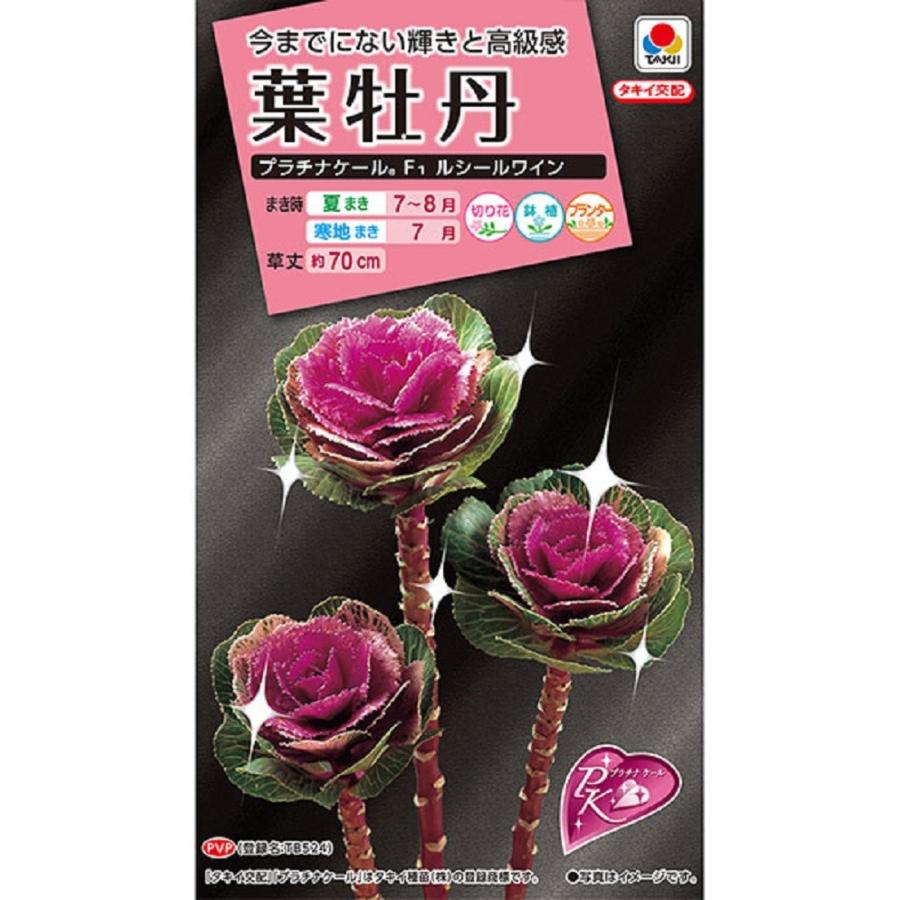 葉牡丹ルシールワイン