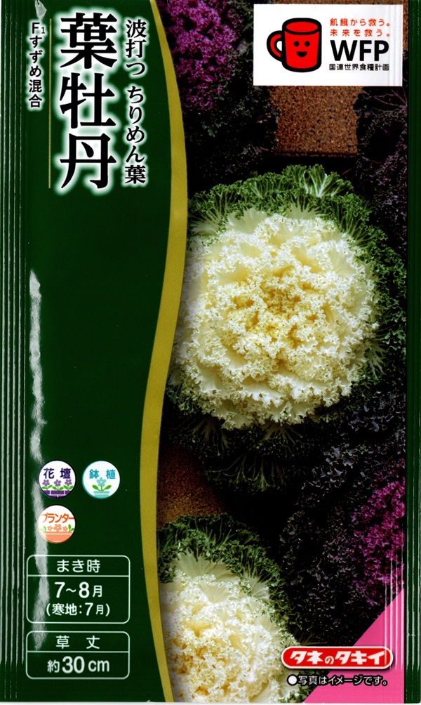 葉牡丹すずめ混合