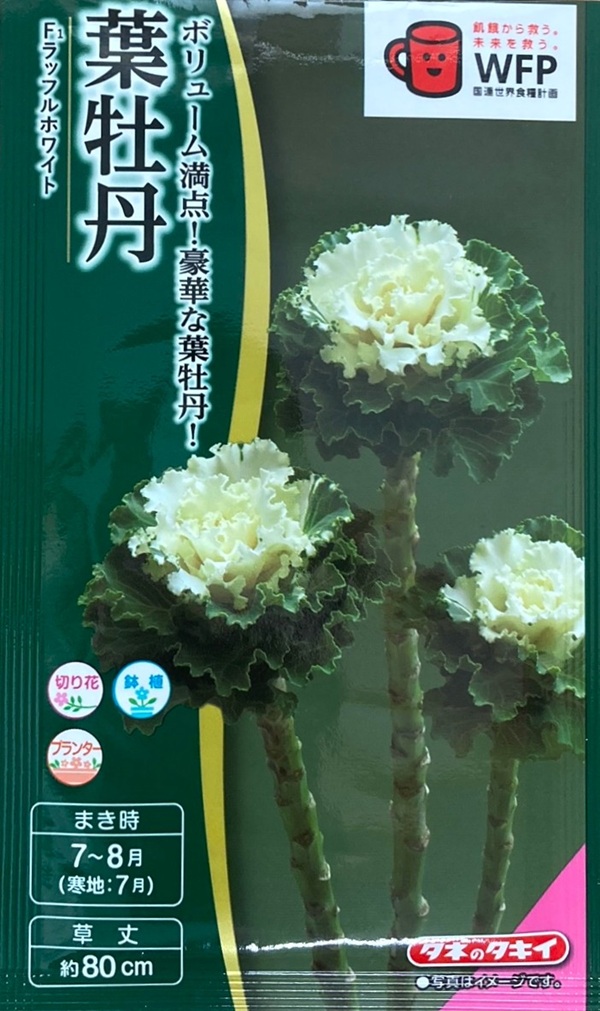 葉牡丹 ラッフルホワイト