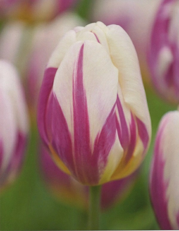 チューリップ　ハッピーフィート