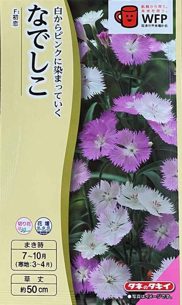 なでしこ　初恋