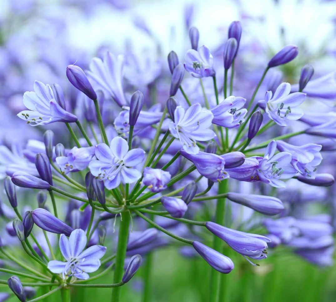 アガパンサス ヘッドボーンハイブリッド