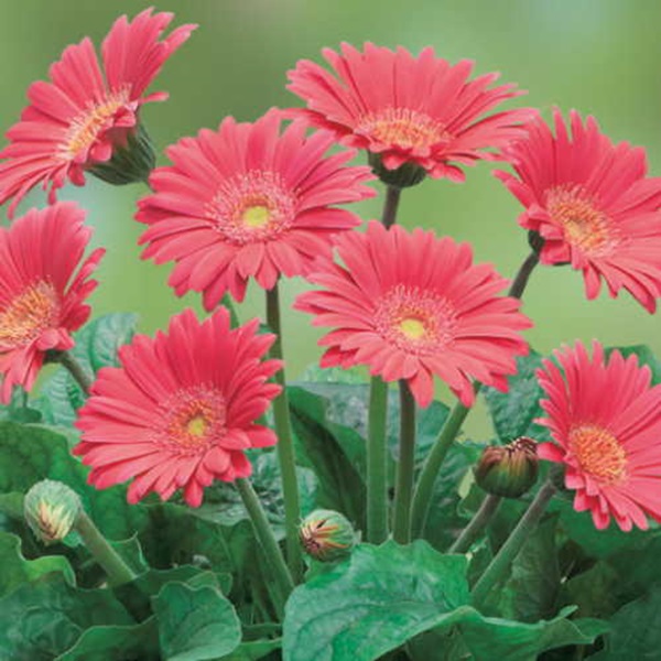 宿根ガーベラ　スイートハート