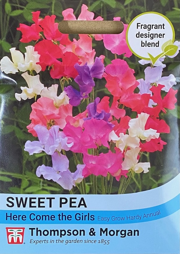 スイートピー 'ヒア・カム・ザ・ガールズ'
