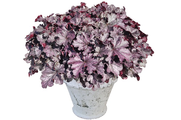 花苗 ヒューケラ ドルチェ ブラックベリータルト 9cmポット 1苗