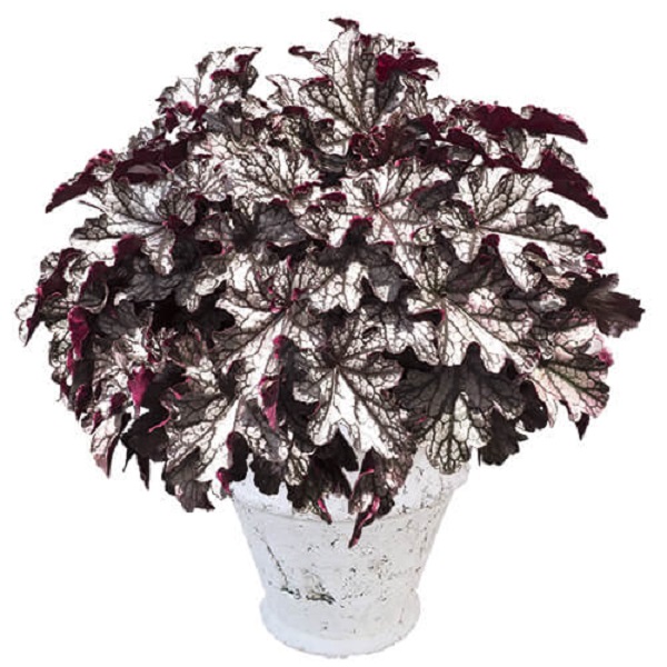 ヒューケラ・ドルチェ シルバーデューク