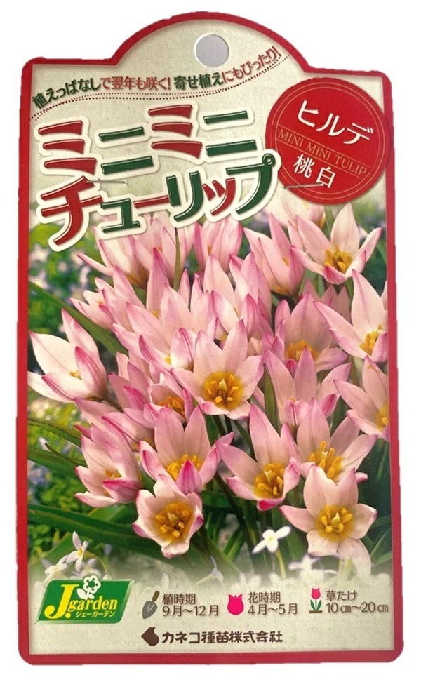 ミニミニチューリップ ヒルデ