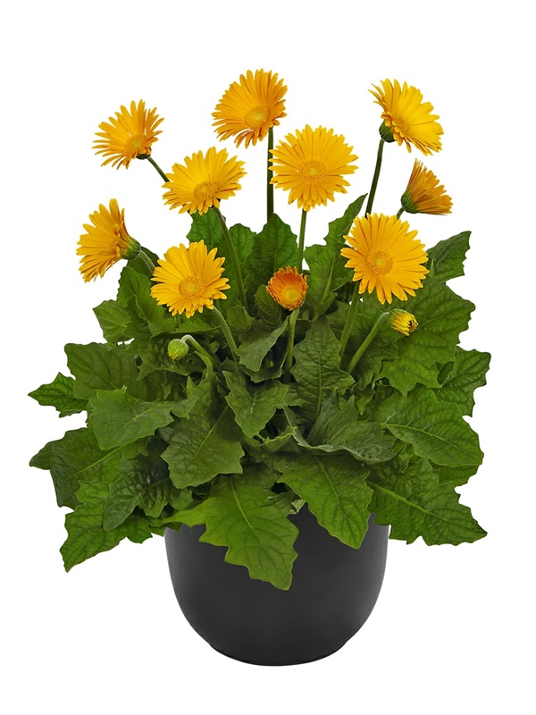 宿根ガーベラ　スイートハニー