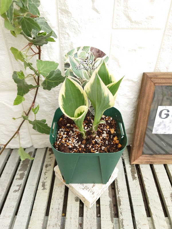 ホスタ　パトリオット