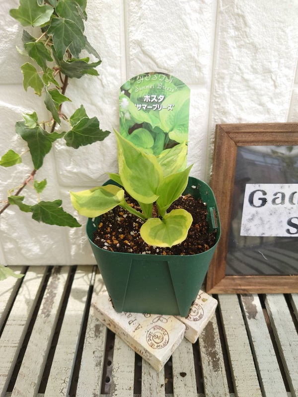 ホスタ　サマーブリーズ