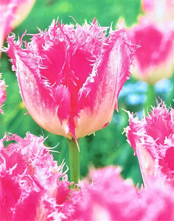 チューリップ　ハウステンボス