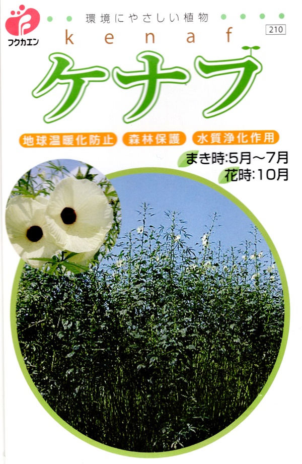ケナフ