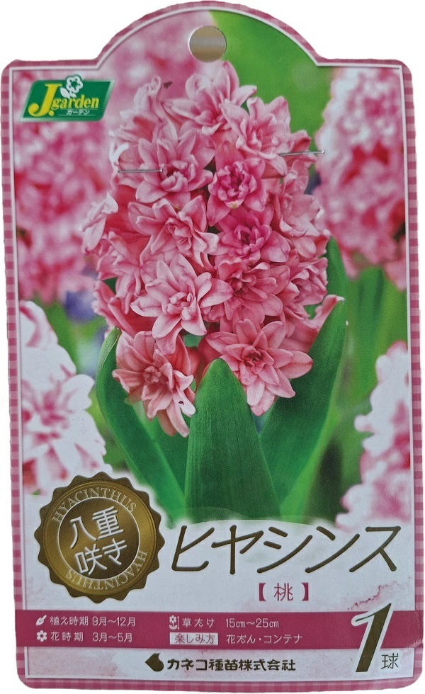 八重咲きヒヤシンス　桃