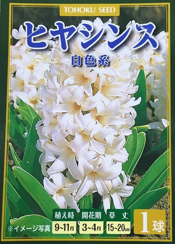 ヒヤシンス　ホワイトパール