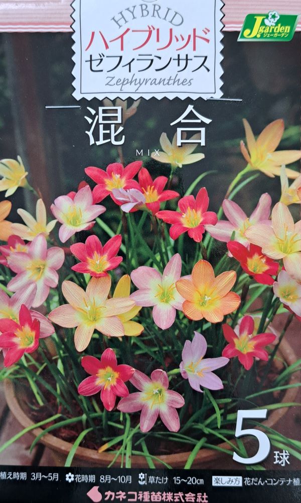 ゼフィランサス　混合