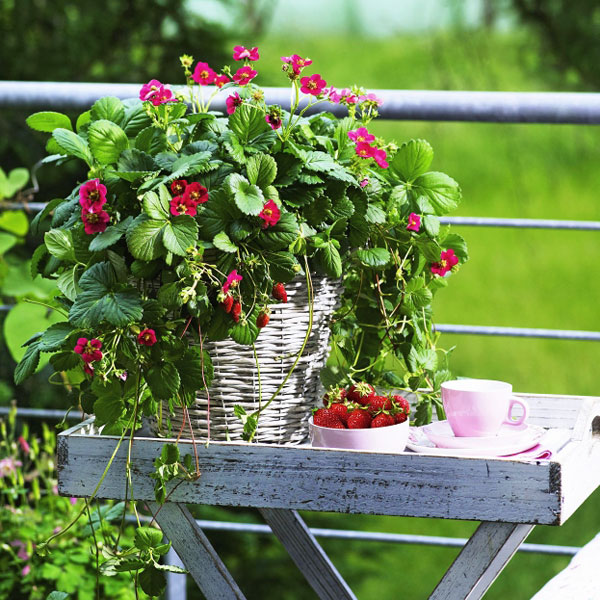 いちご　トスカーナ