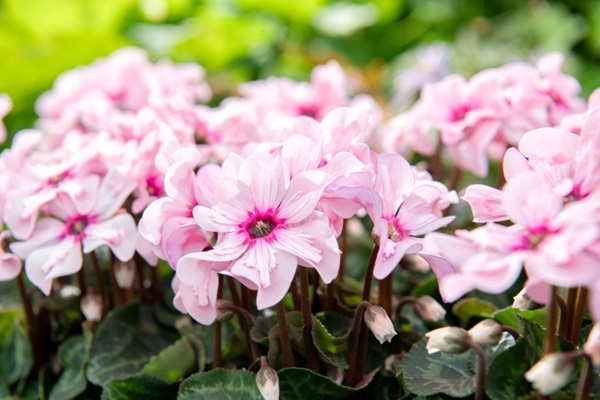 シクラメン イリュージア ピンクラテ