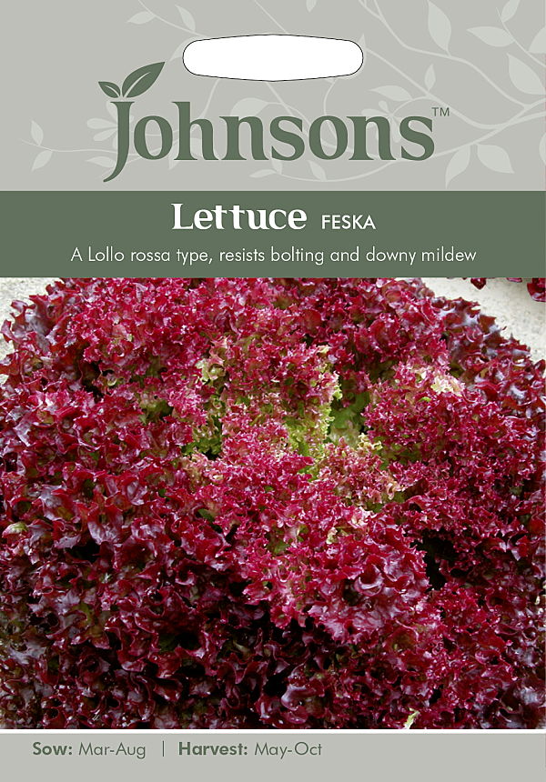 Lettuce Feska レタス フェスカ