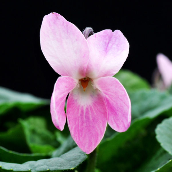 ニオイスミレ リディア・グローブス