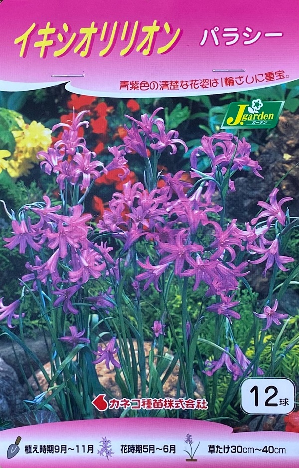 イキシオリリオンパラシー