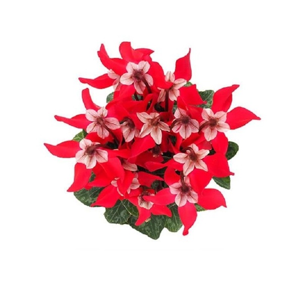 シクラメン　ジックス　レッド