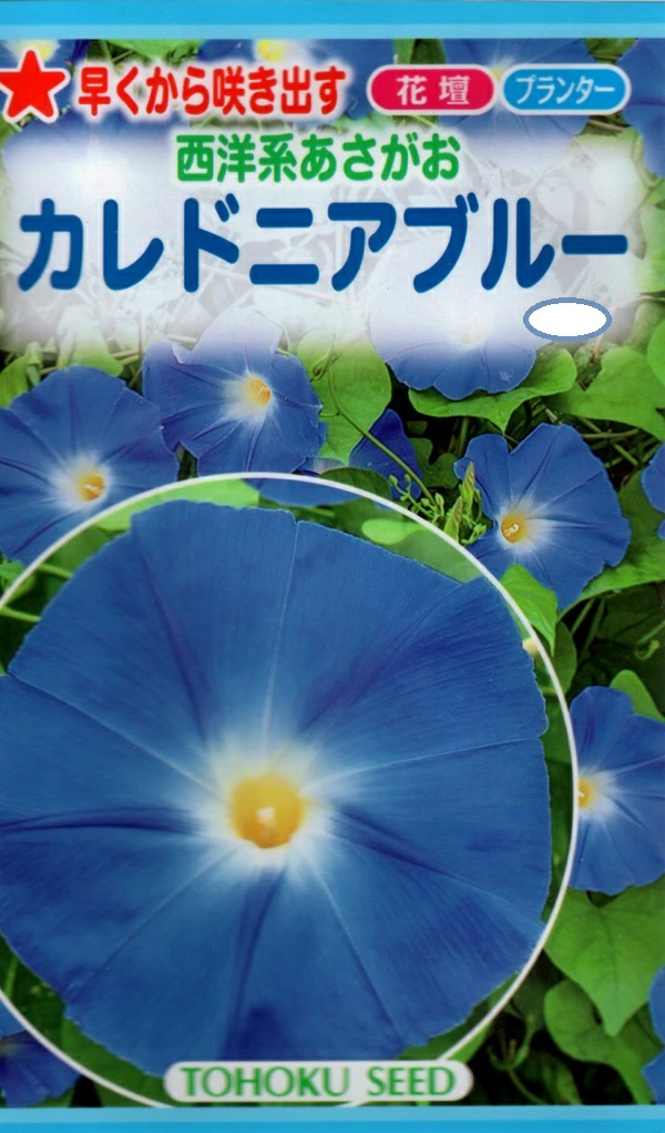 西洋系あさがお カレドニアブルー