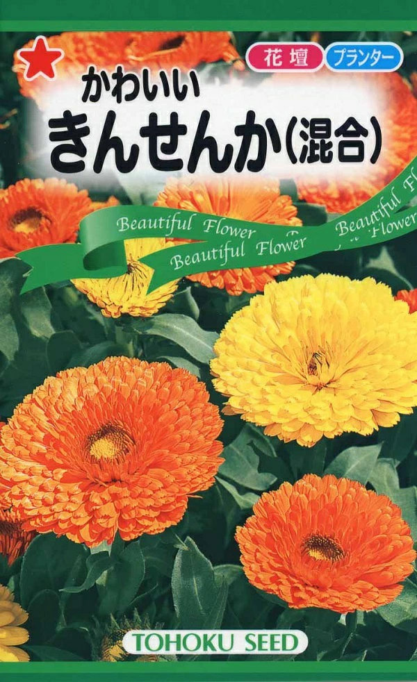 かわいいきんせんか