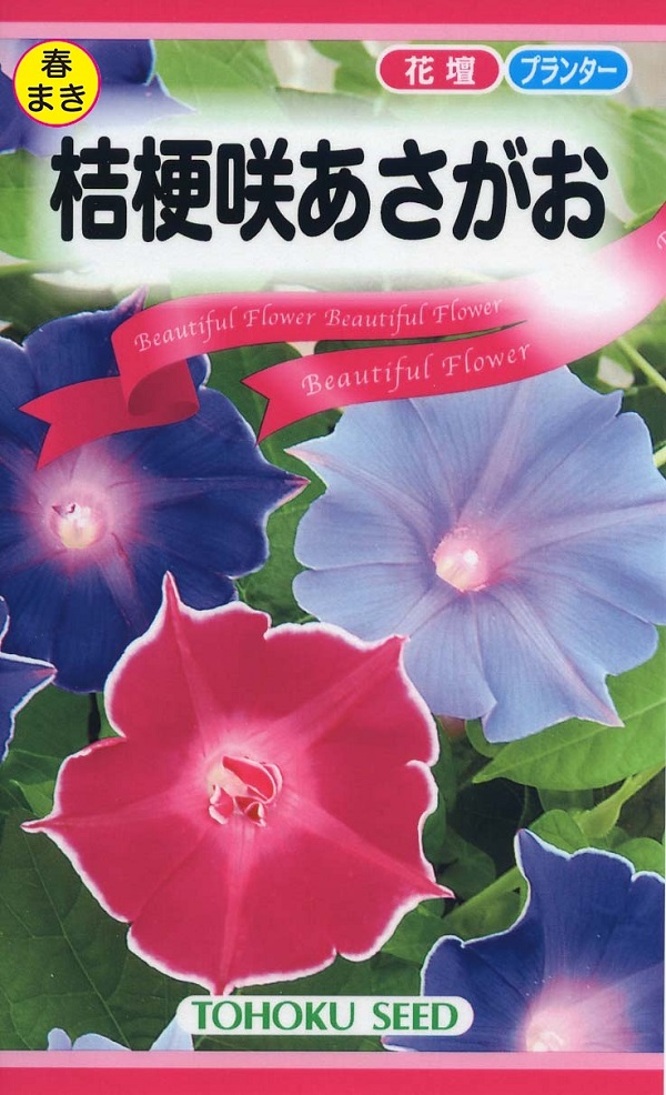 花種子 桔梗咲あさがお トーホクのタネ