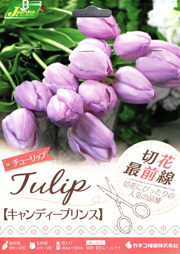 切花最前線 キャンディープリンス