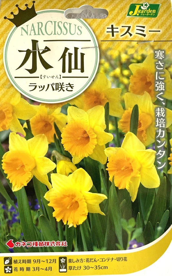 水仙　キスミー