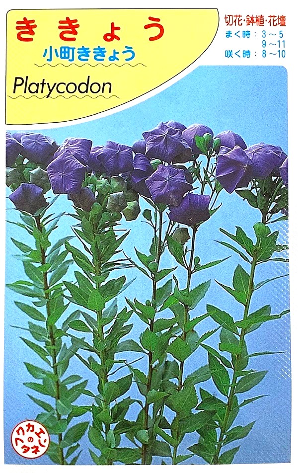 ききょう 小町ききょう