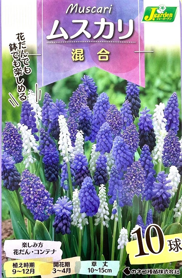 ムスカリ　混合