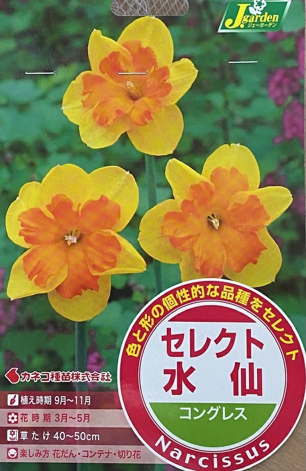 セレクト水仙　コングレス