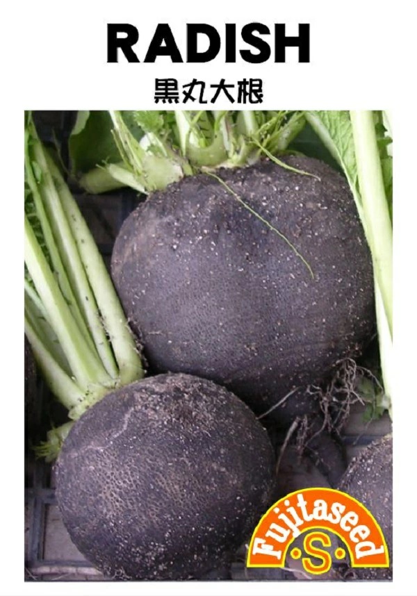 黒丸大根