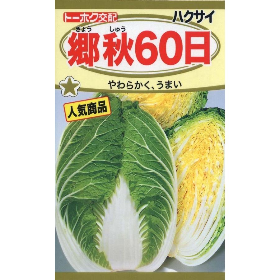 郷秋60日白菜