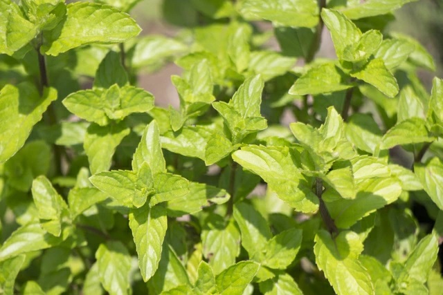 キューバミント（イエルバブエナ）