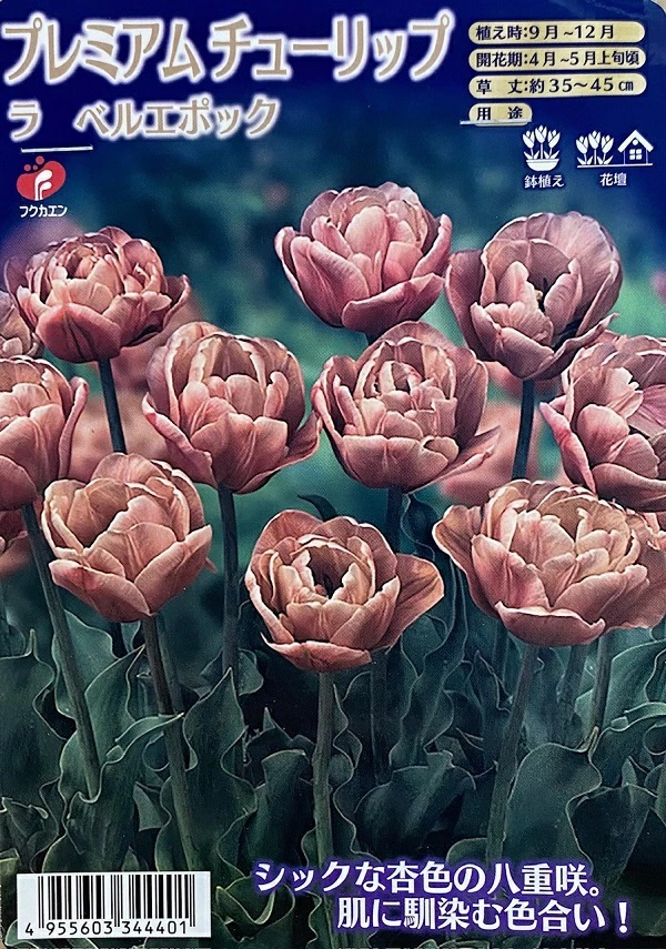 チューリップ　ラ・ベルエポック