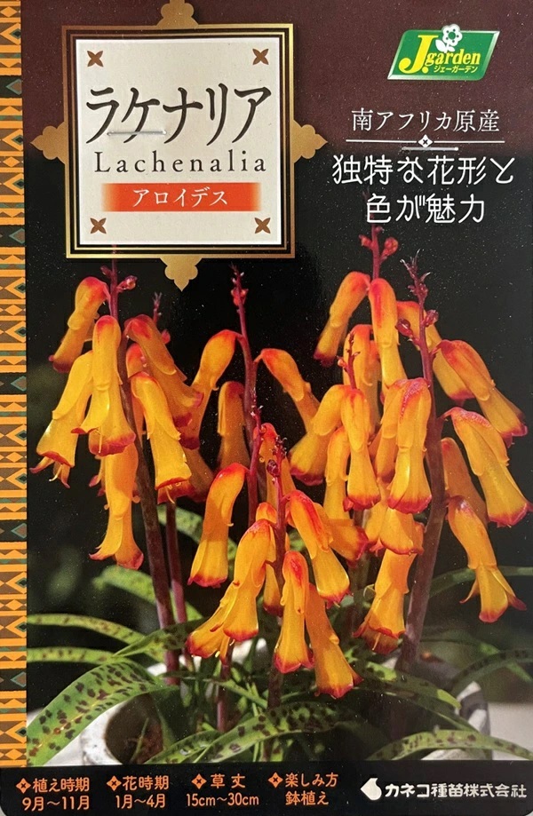 ラケナリアアロイデス