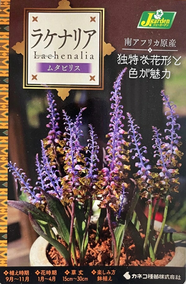 ラケナリアムタビリス