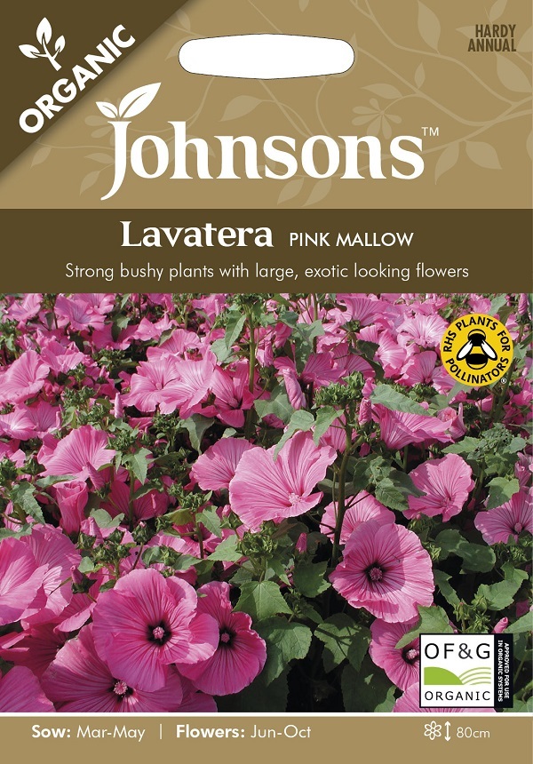 lavatera pink mallow