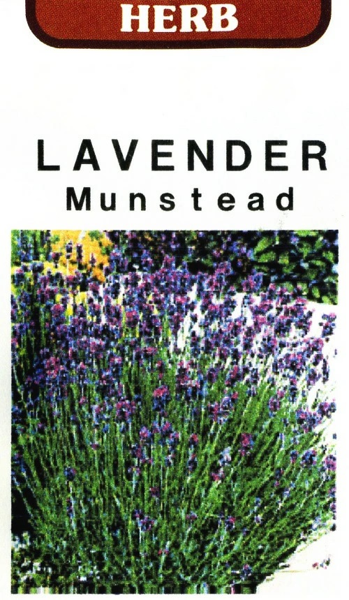 ラベンダー　マンステッド