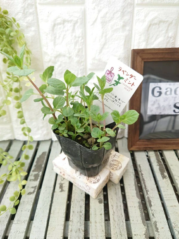 ラベンダーミント