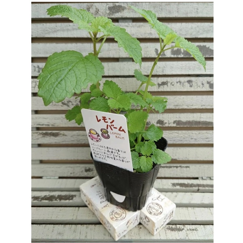 レモンバーム