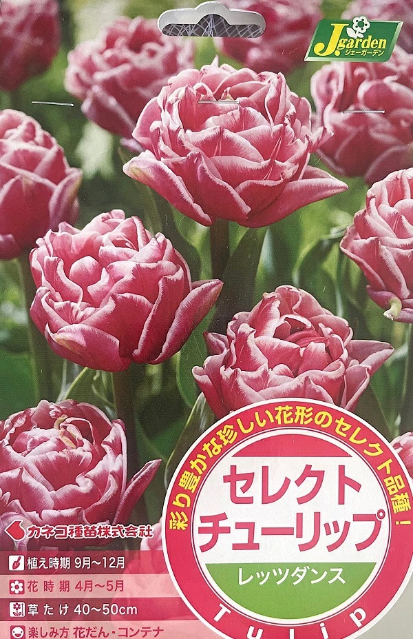 セレクトチューリップ レッツダンス