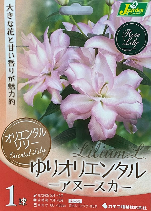 ゆりオリエンタルアヌースカ