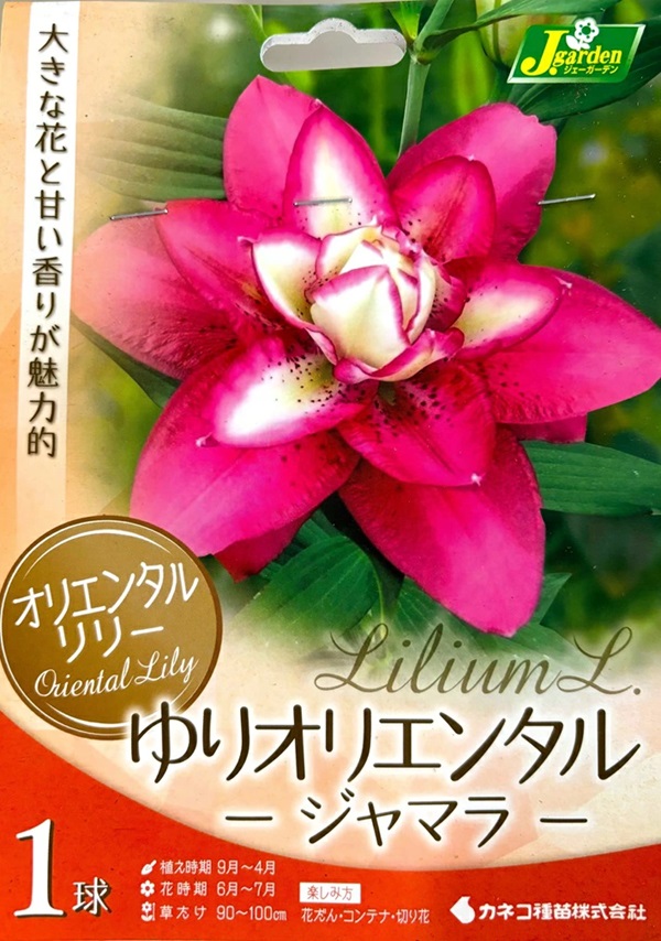 ゆりオリエンタル　ジャマラ