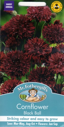 輸入種子 Mr Fothergill S Seeds Cornflower Black Ball コーンフラワー セントーレア ブラック ボール ミスター フォザーギルズシード