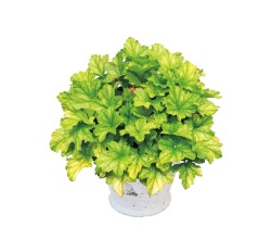 花苗 ヒューケラ ドルチェ フローズンマスカット 9cmポット 1苗