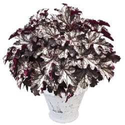 花苗 ヒューケラ ドルチェ シルバーデューク 9cmポット 1苗