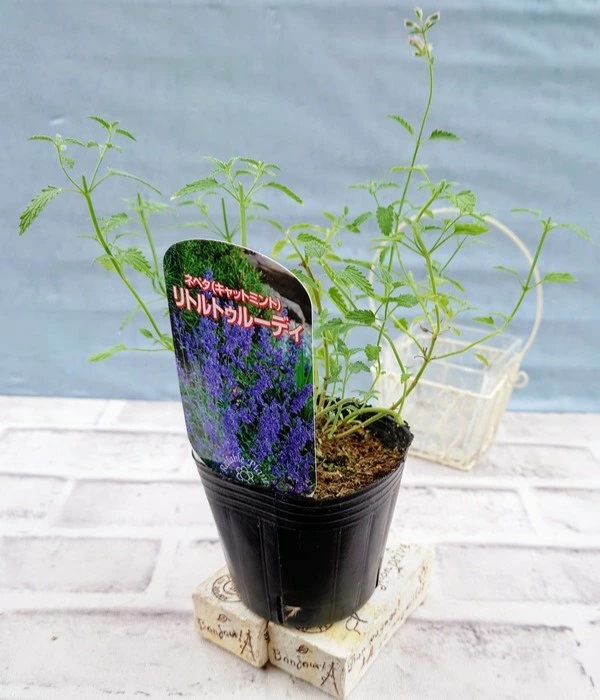 ネペタ リトルトゥルーディ